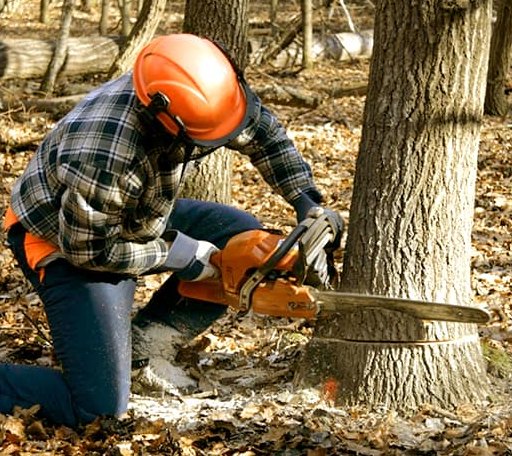 Tree Removal in Seven Springs, NC